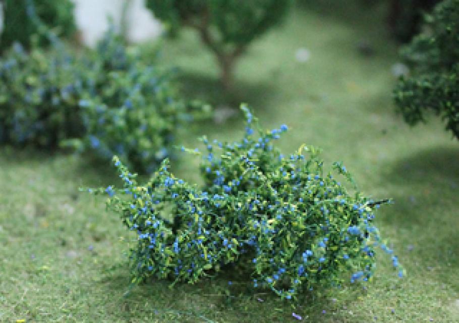 Blueberries Plants