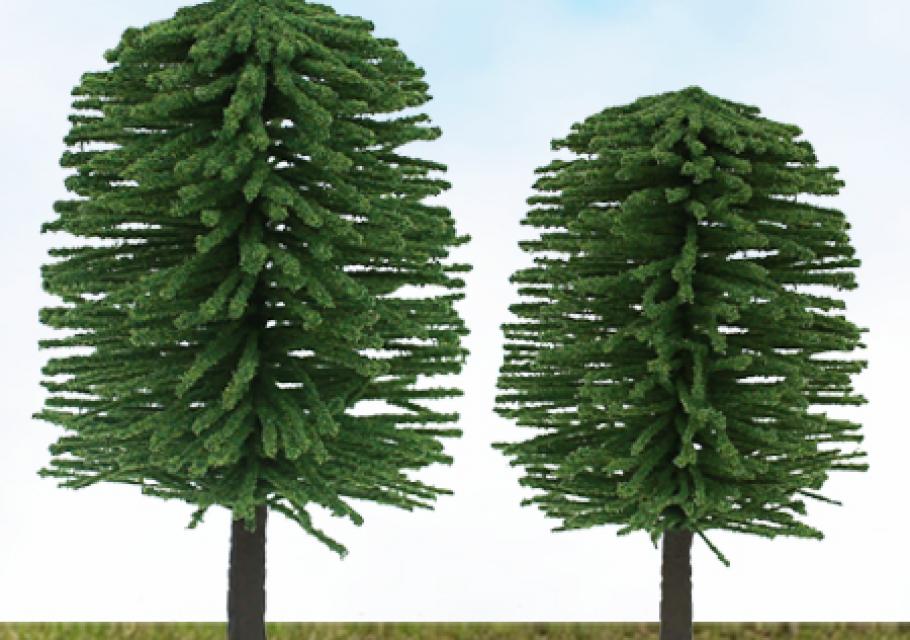Scenic Chile Pine