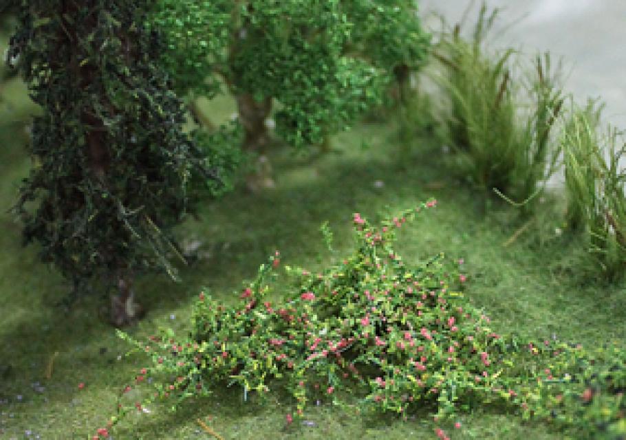 Raspberries Plants