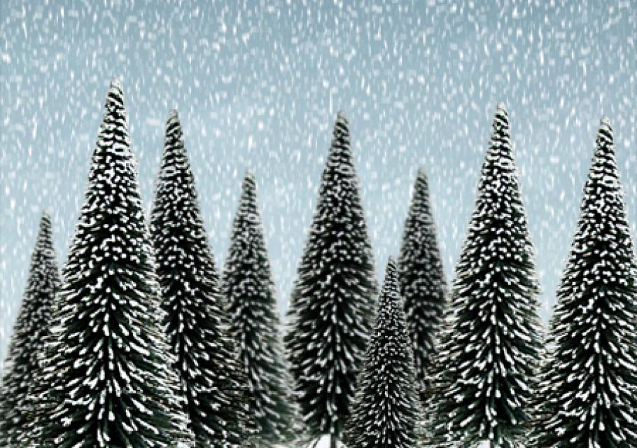 Scenic Snow Pine